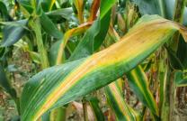 Agriculture et Consultance des Experts Agricoles en RDCongo mediacongo
